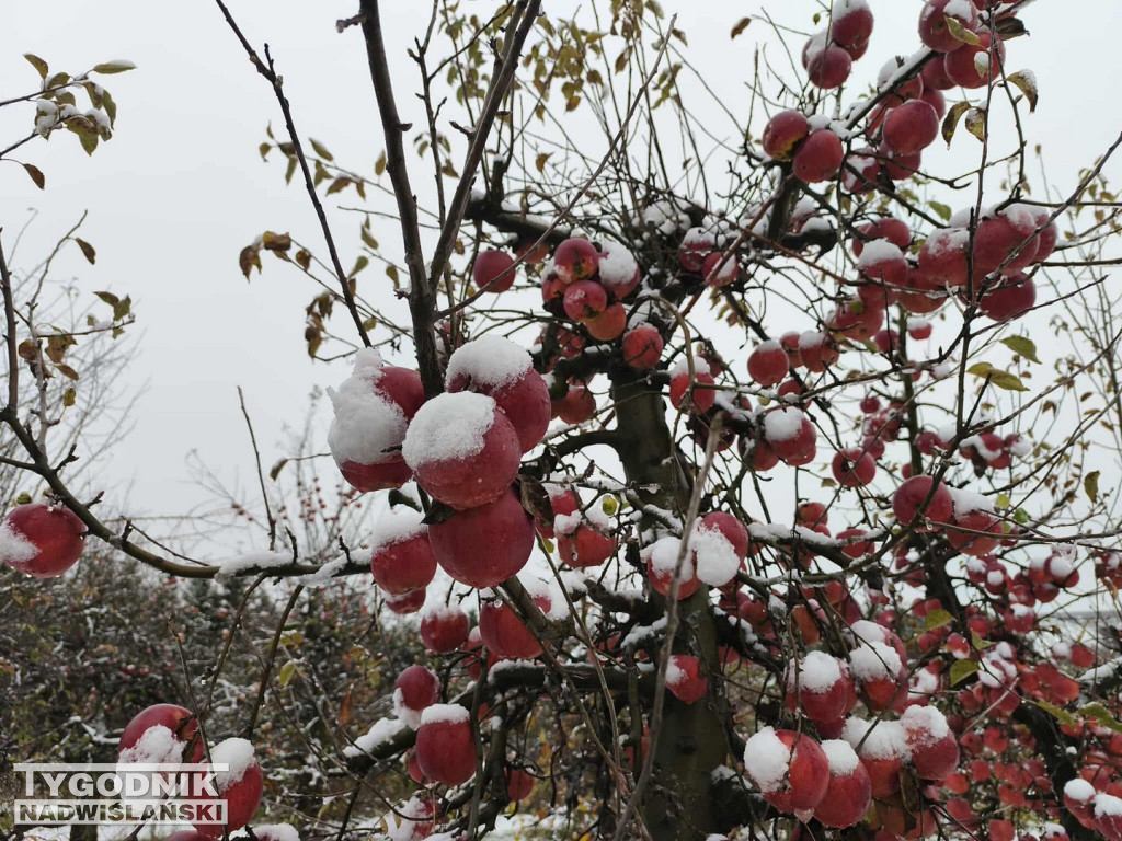 Sandomierskie sady pod śniegiem
