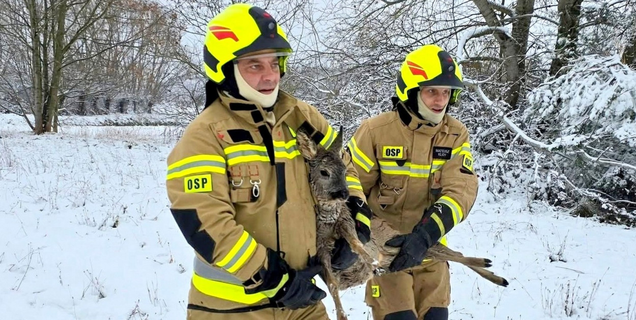 Strażacy ze Skopania uratowali młodą sarnę