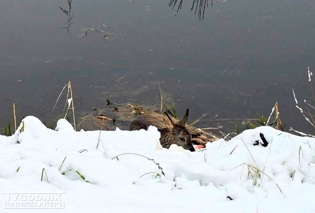 Strażacy ze Skopania uratowali młodą sarnę