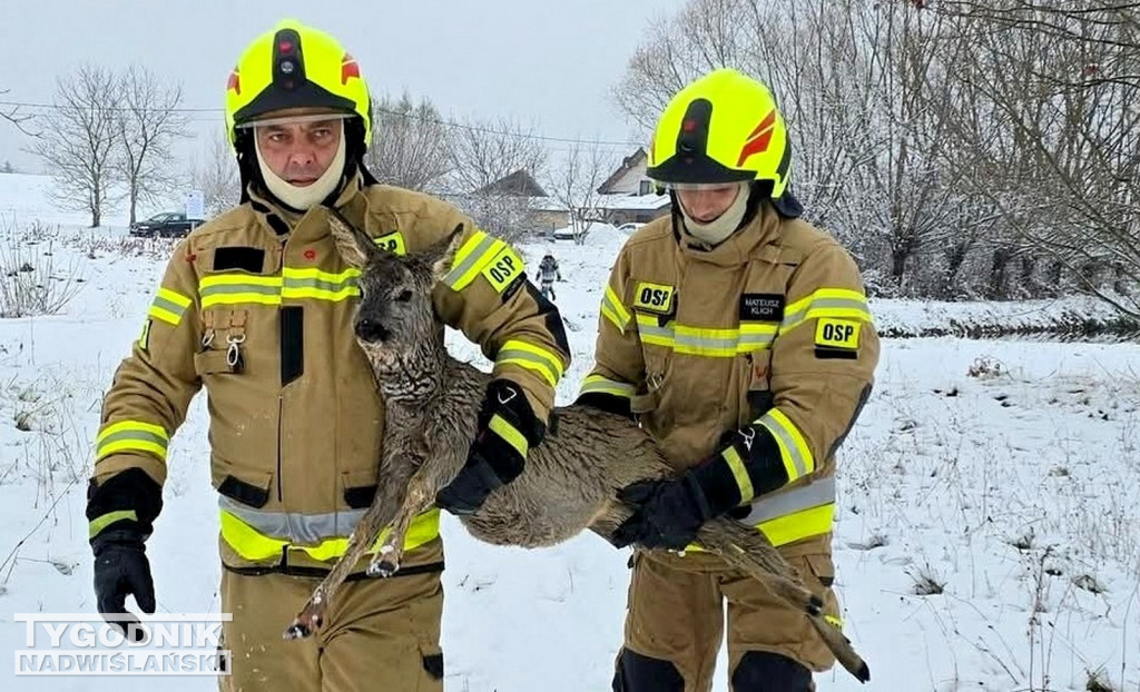 Strażacy ze Skopania uratowali młodą sarnę