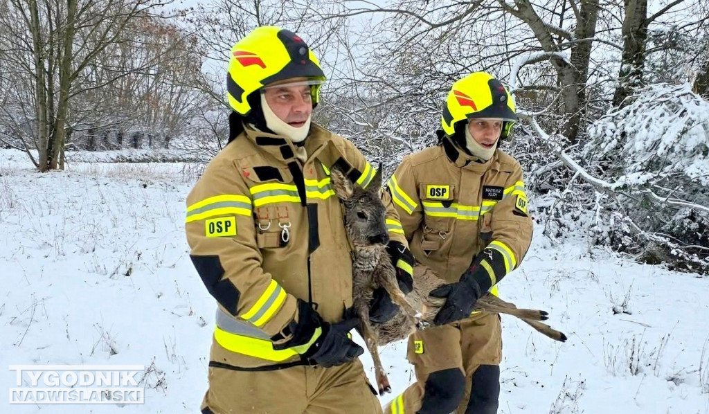 Strażacy ze Skopania uratowali młodą sarnę