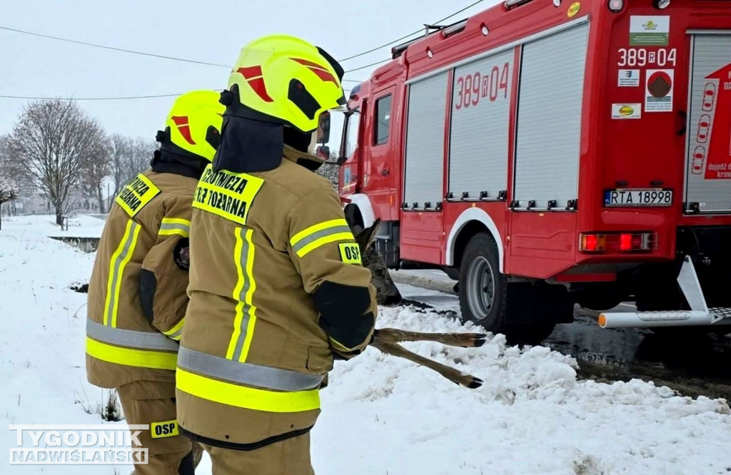 Strażacy ze Skopania uratowali młodą sarnę