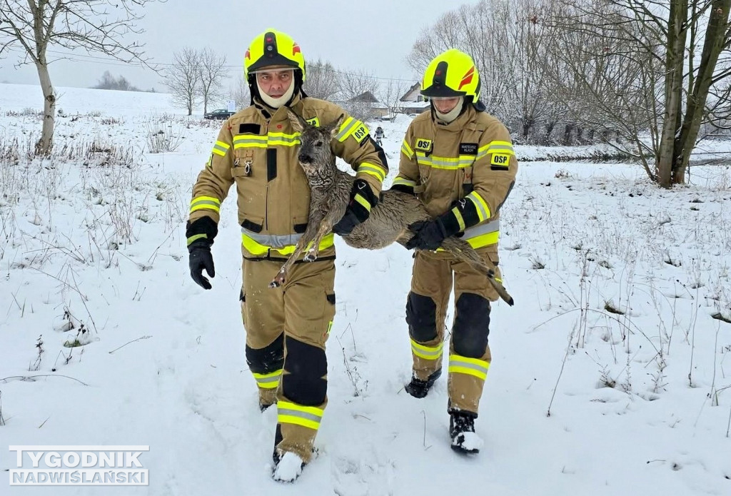Strażacy ze Skopania uratowali młodą sarnę
