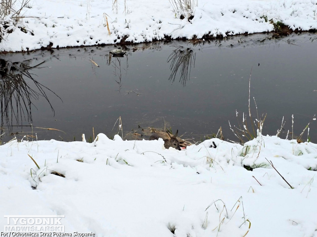 Strażacy ze Skopania uratowali młodą sarnę