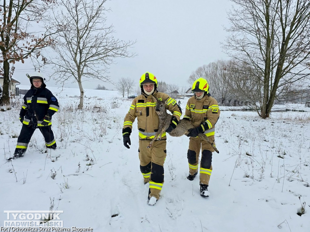 Strażacy ze Skopania uratowali młodą sarnę