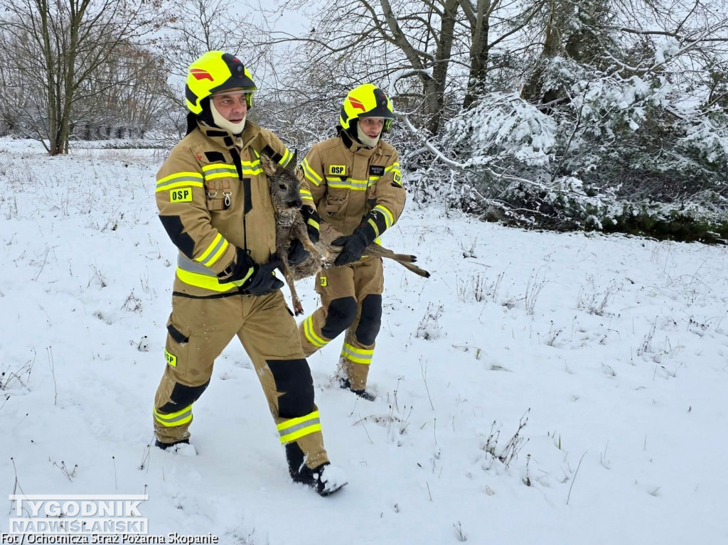 Strażacy ze Skopania uratowali młodą sarnę