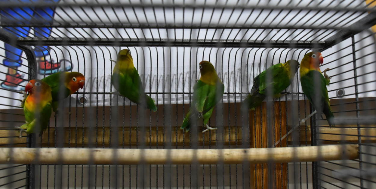 Wystawa gołębi, drobiu  i ptaków egzotycznych