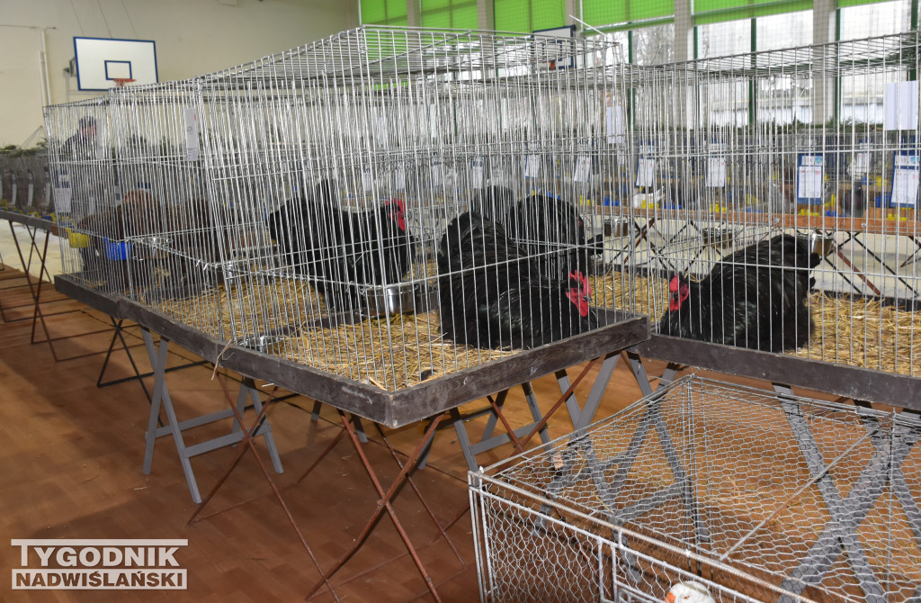 Wystawa gołębi, drobiu  i ptaków egzotycznych