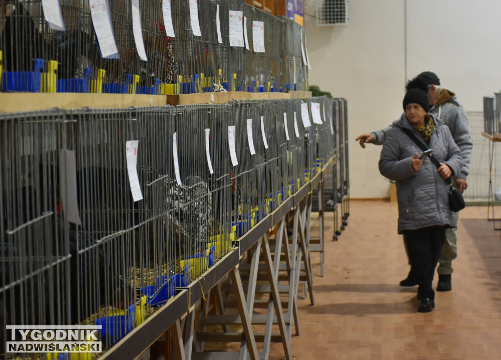 Wystawa gołębi, drobiu  i ptaków egzotycznych