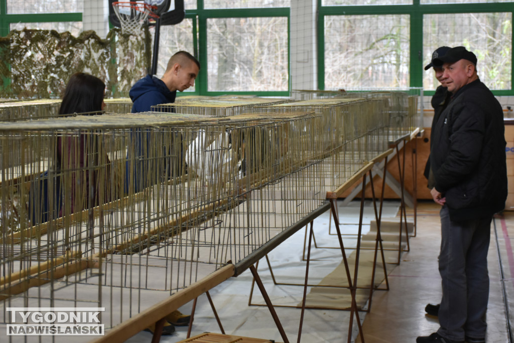 Wystawa gołębi, drobiu  i ptaków egzotycznych