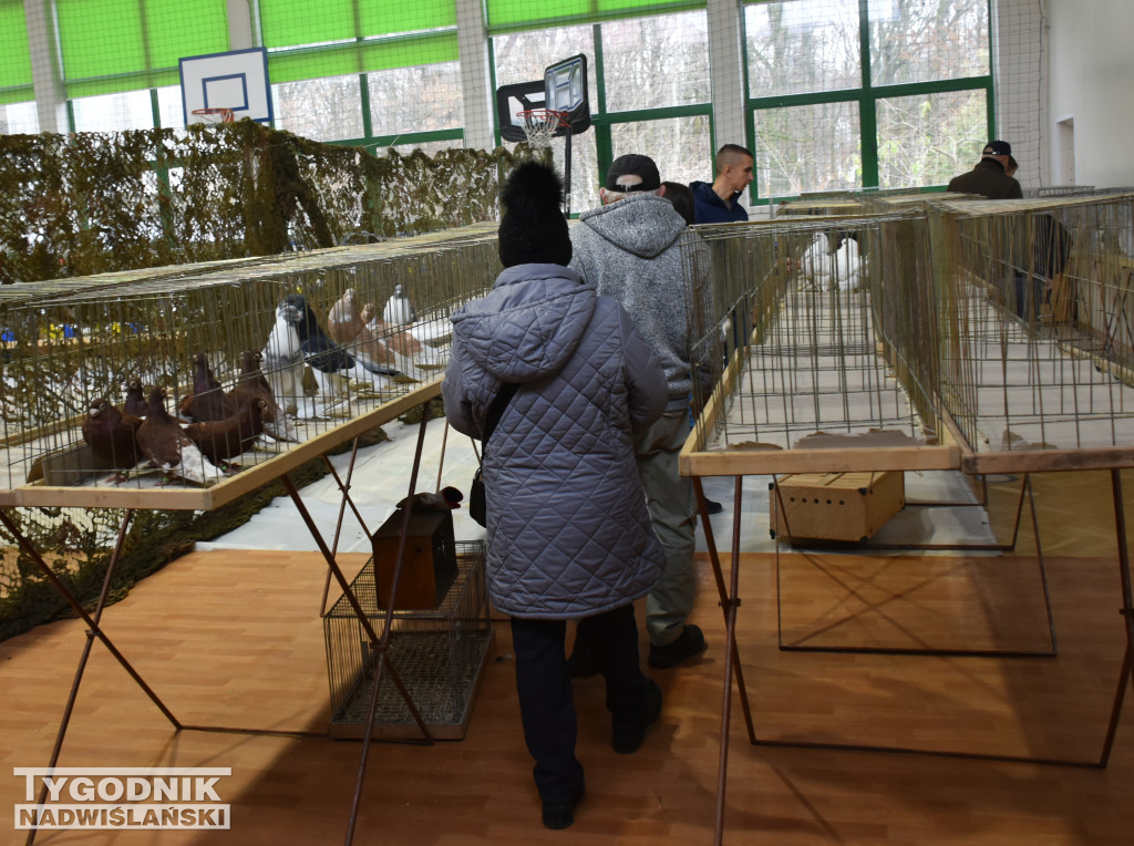 Wystawa gołębi, drobiu  i ptaków egzotycznych