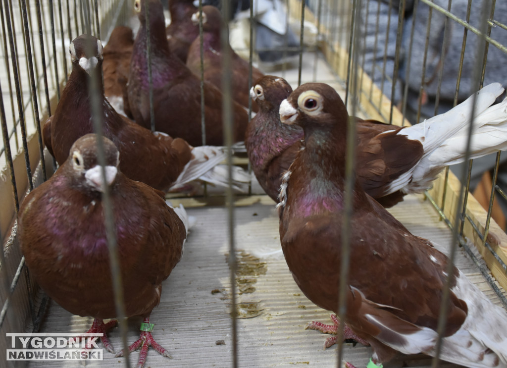 Wystawa gołębi, drobiu  i ptaków egzotycznych