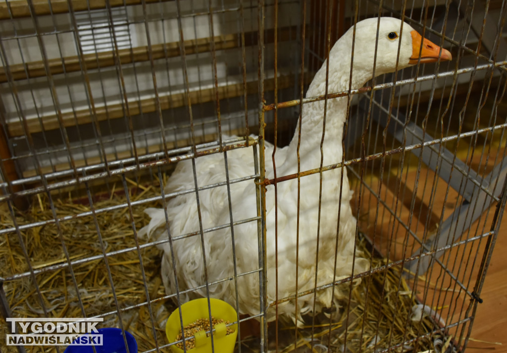 Wystawa gołębi, drobiu  i ptaków egzotycznych