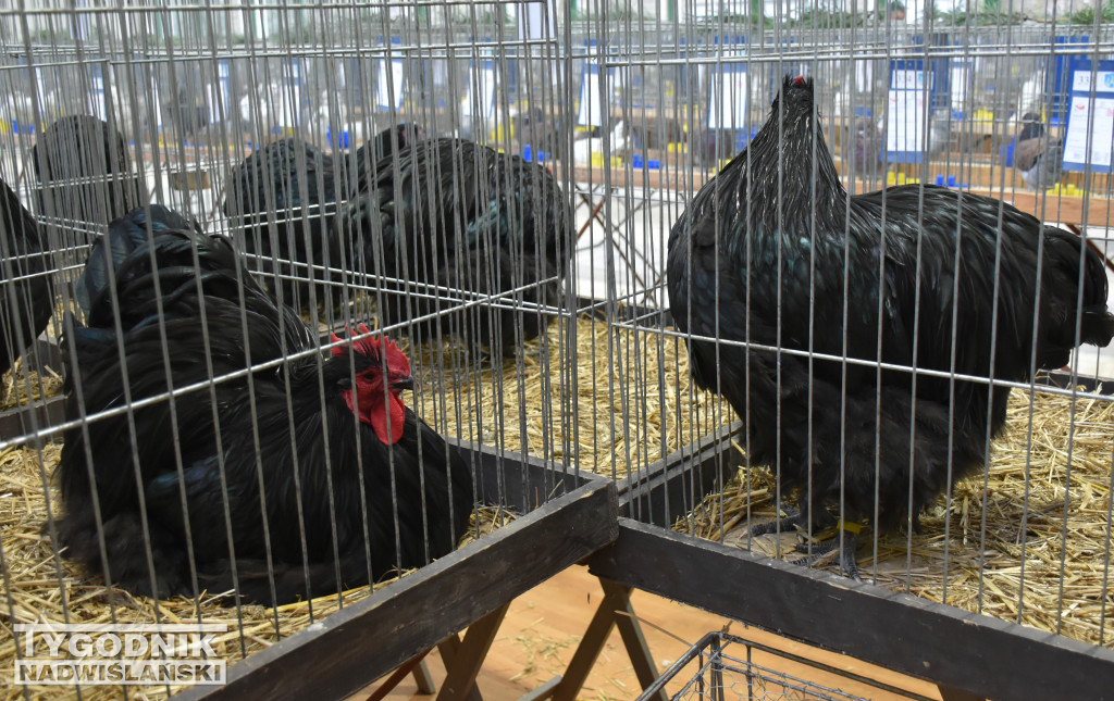 Wystawa gołębi, drobiu  i ptaków egzotycznych