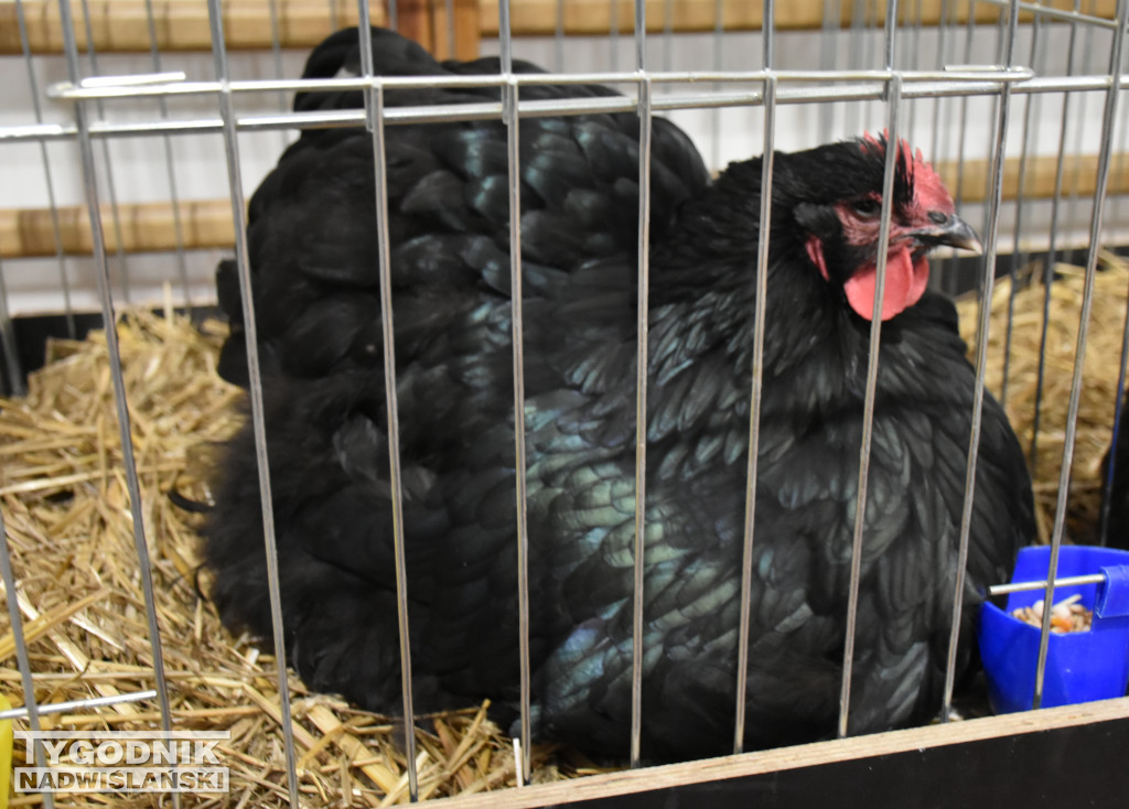 Wystawa gołębi, drobiu  i ptaków egzotycznych