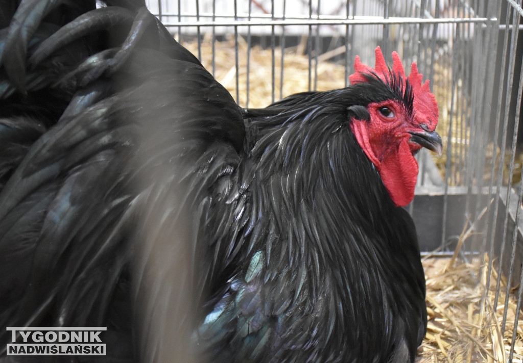 Wystawa gołębi, drobiu  i ptaków egzotycznych