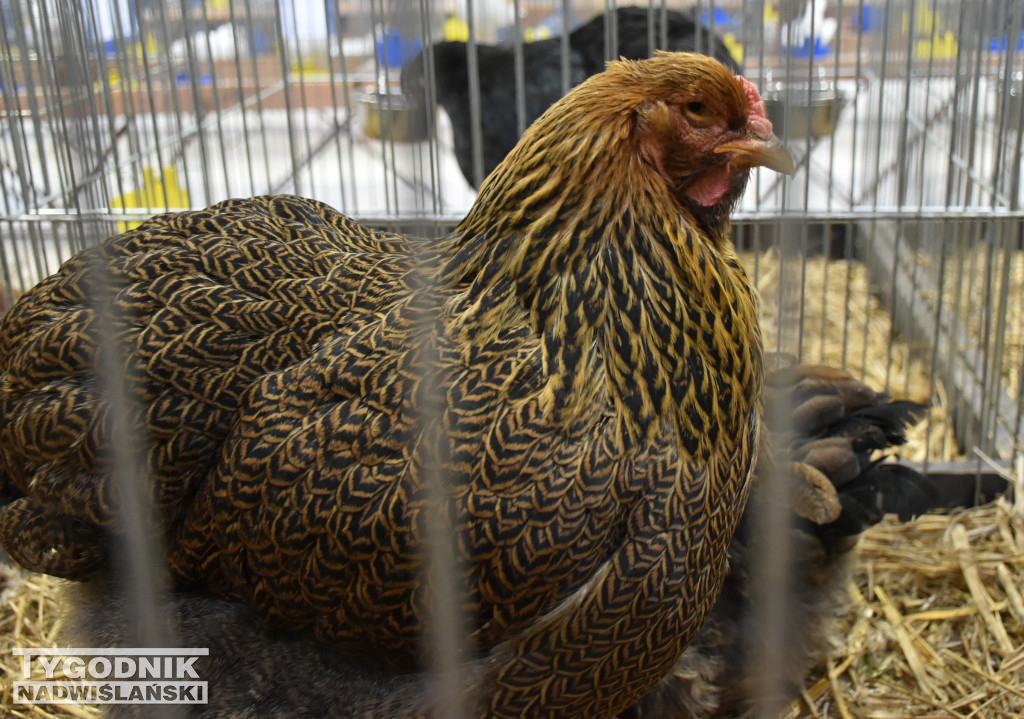 Wystawa gołębi, drobiu  i ptaków egzotycznych