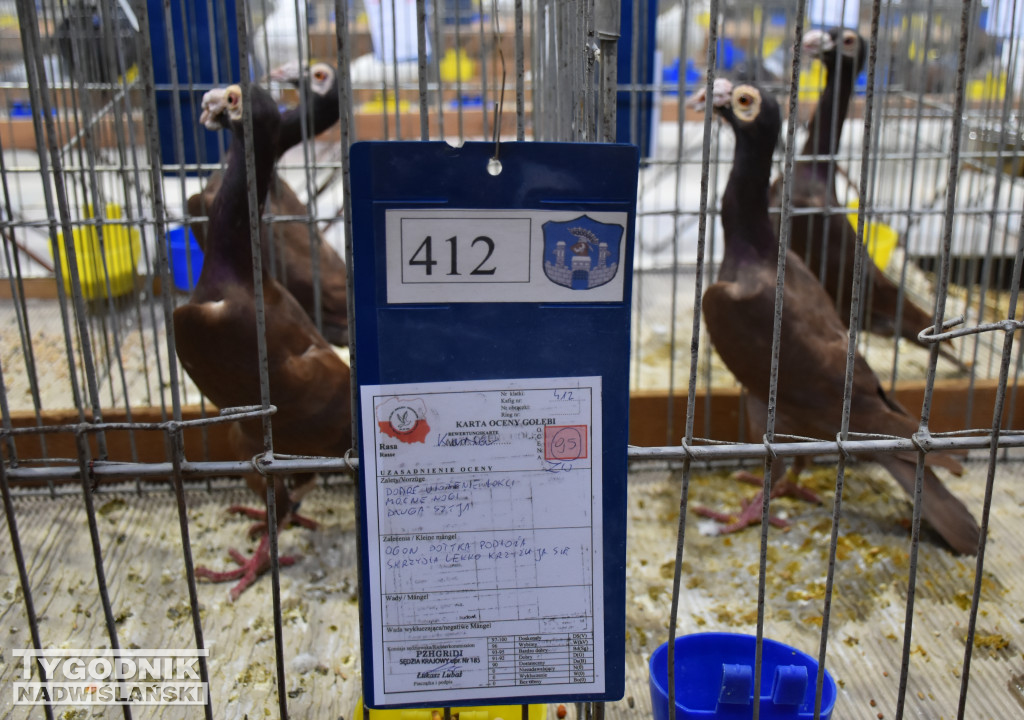 Wystawa gołębi, drobiu  i ptaków egzotycznych