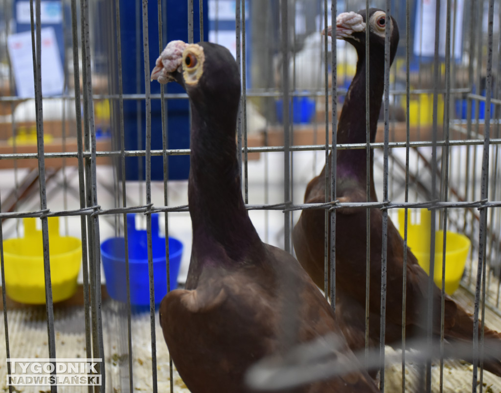 Wystawa gołębi, drobiu  i ptaków egzotycznych