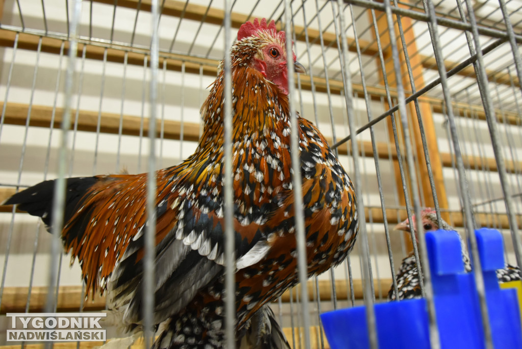 Wystawa gołębi, drobiu  i ptaków egzotycznych