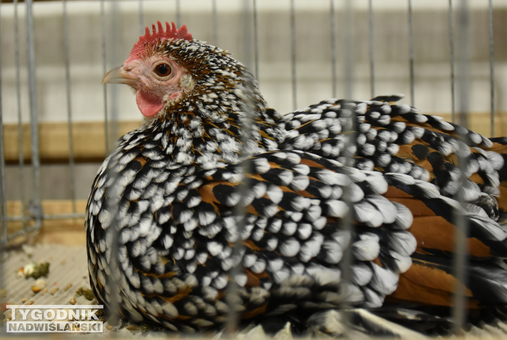 Wystawa gołębi, drobiu  i ptaków egzotycznych