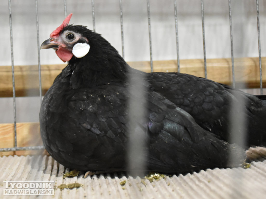 Wystawa gołębi, drobiu  i ptaków egzotycznych