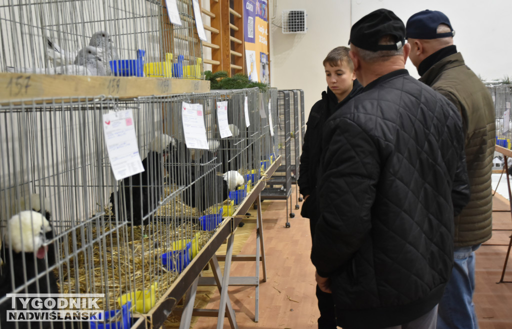 Wystawa gołębi, drobiu  i ptaków egzotycznych