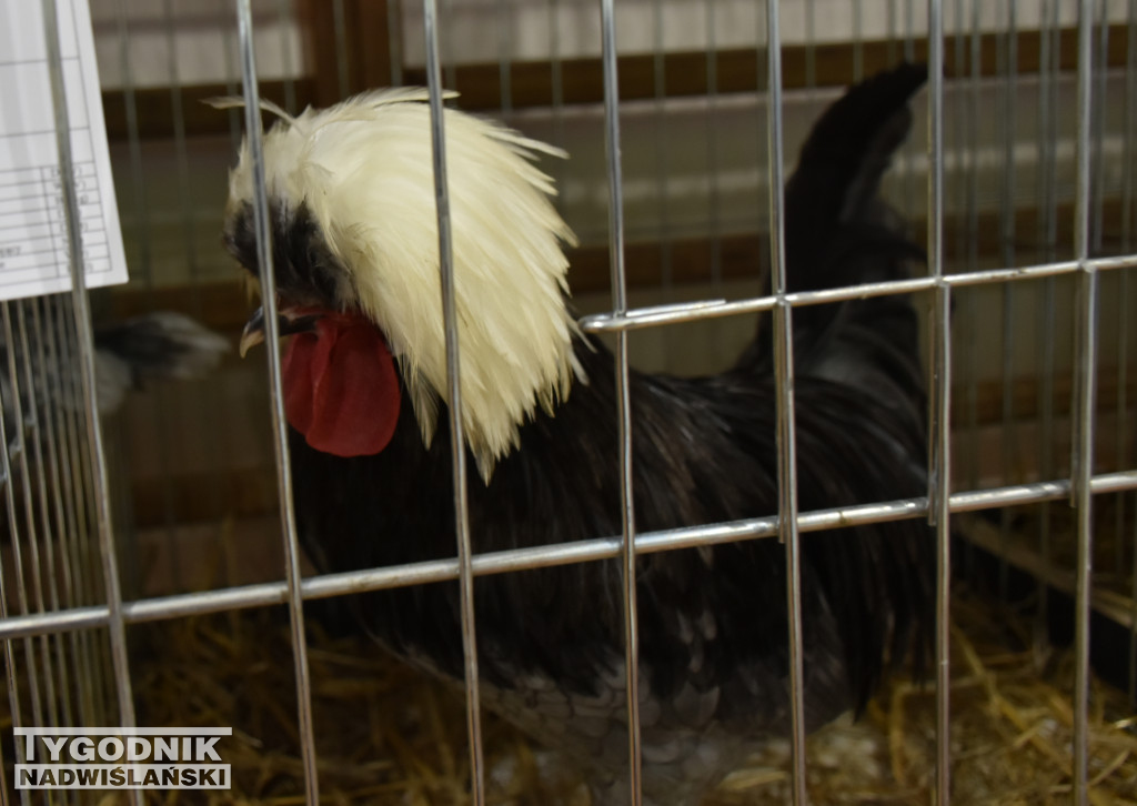 Wystawa gołębi, drobiu  i ptaków egzotycznych