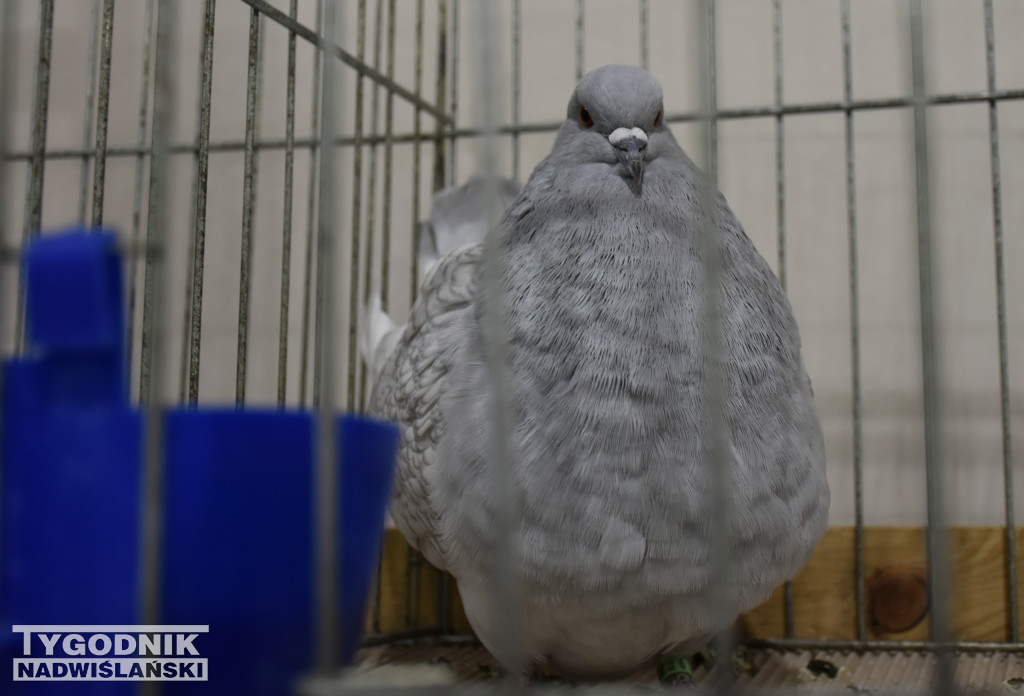 Wystawa gołębi, drobiu  i ptaków egzotycznych