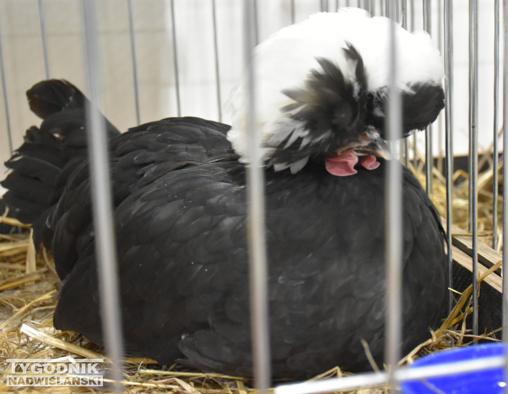 Wystawa gołębi, drobiu  i ptaków egzotycznych