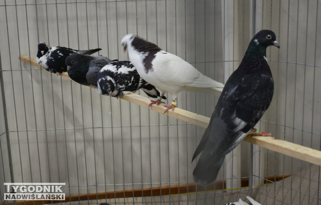 Wystawa gołębi, drobiu  i ptaków egzotycznych