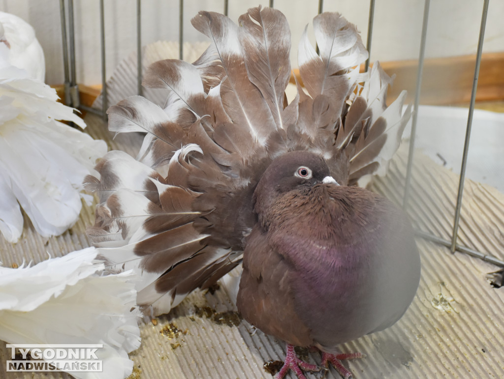 Wystawa gołębi, drobiu  i ptaków egzotycznych