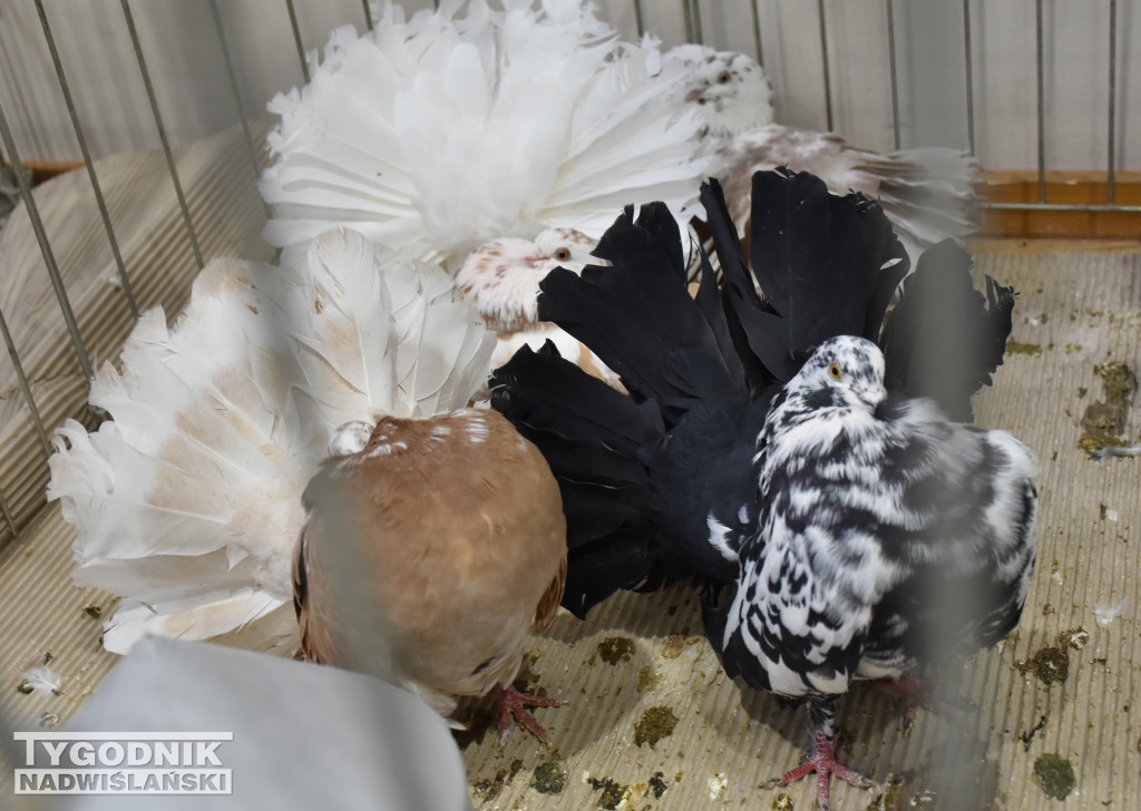 Wystawa gołębi, drobiu  i ptaków egzotycznych