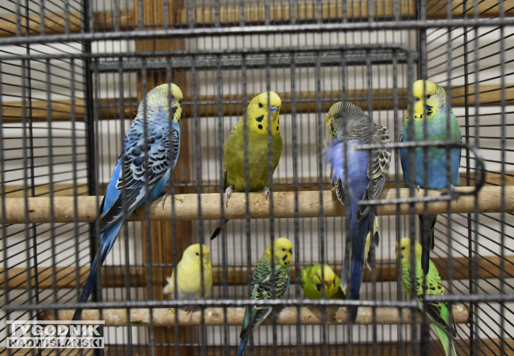 Wystawa gołębi, drobiu  i ptaków egzotycznych