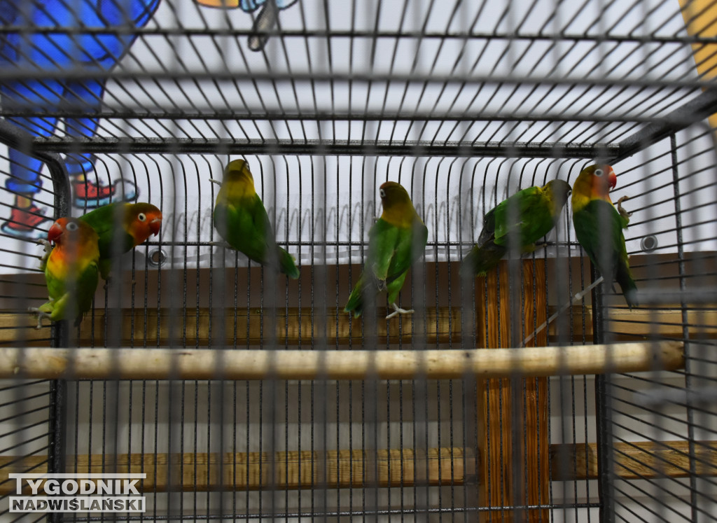 Wystawa gołębi, drobiu  i ptaków egzotycznych