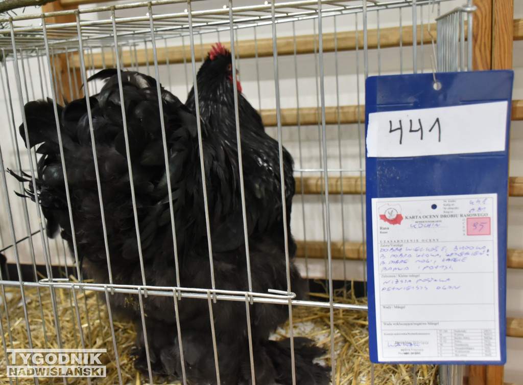 Wystawa gołębi, drobiu  i ptaków egzotycznych