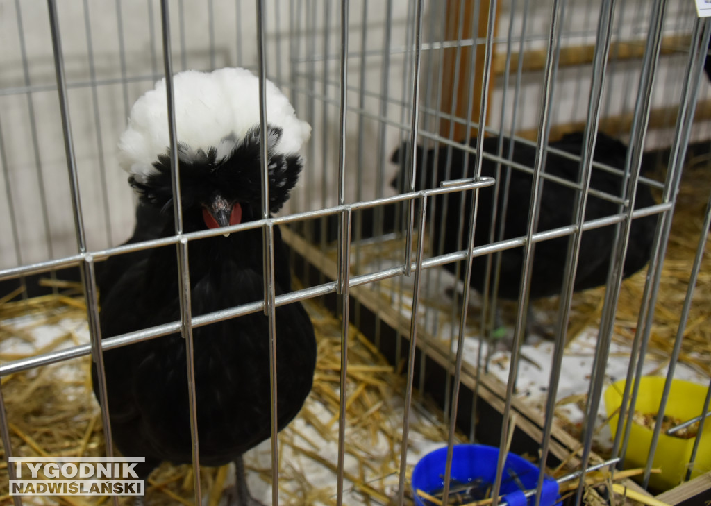 Wystawa gołębi, drobiu  i ptaków egzotycznych