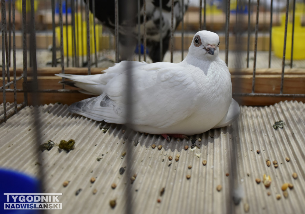 Wystawa gołębi, drobiu  i ptaków egzotycznych