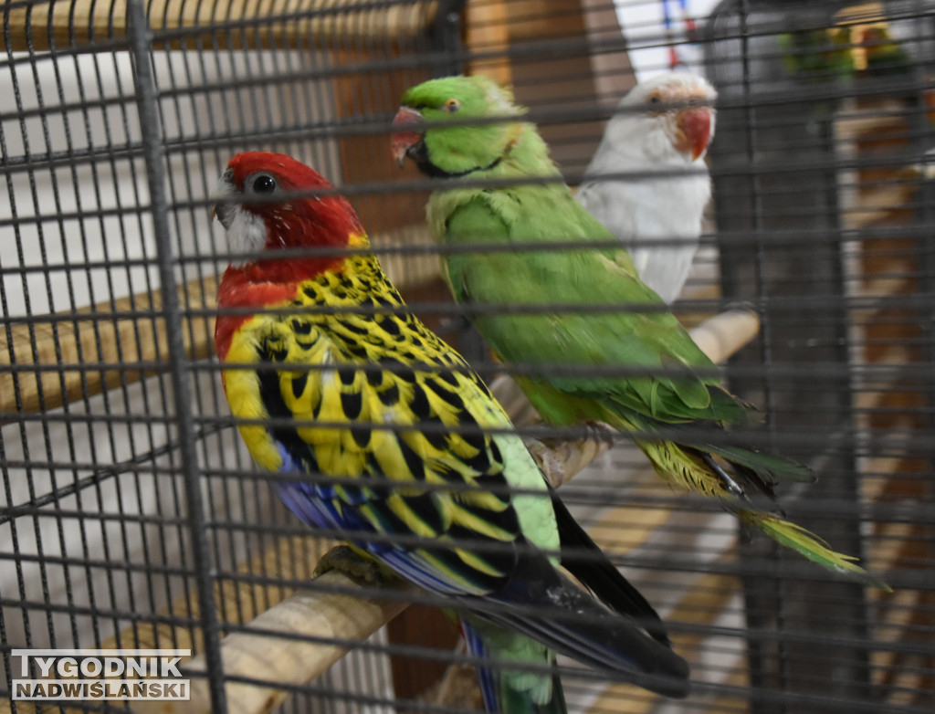 Wystawa gołębi, drobiu  i ptaków egzotycznych