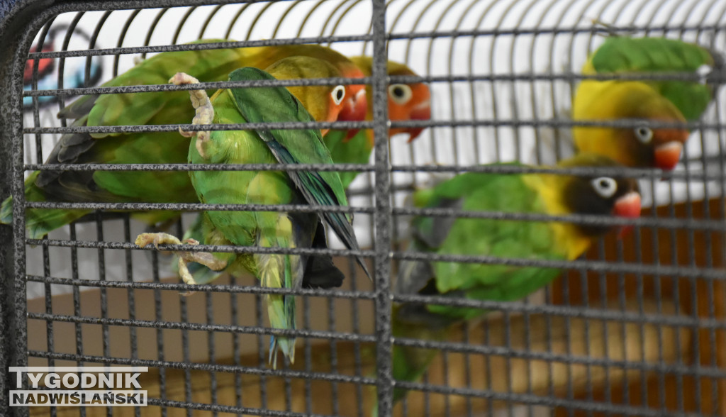 Wystawa gołębi, drobiu  i ptaków egzotycznych