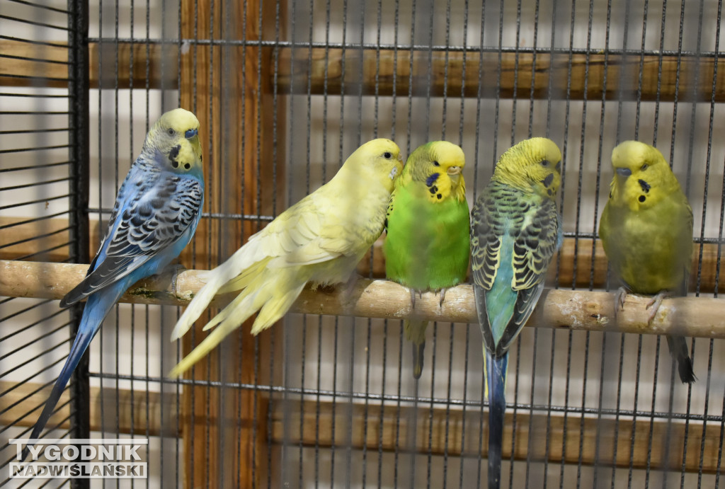 Wystawa gołębi, drobiu  i ptaków egzotycznych