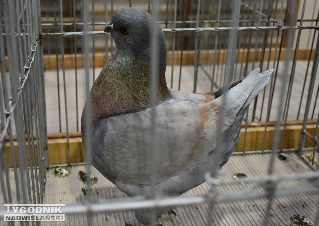 Wystawa gołębi, drobiu  i ptaków egzotycznych