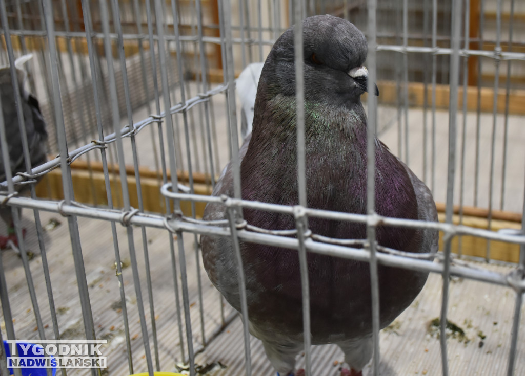 Wystawa gołębi, drobiu  i ptaków egzotycznych