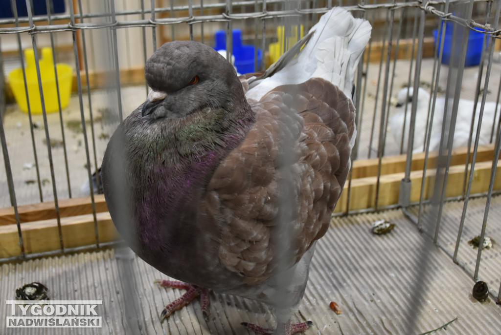 Wystawa gołębi, drobiu  i ptaków egzotycznych
