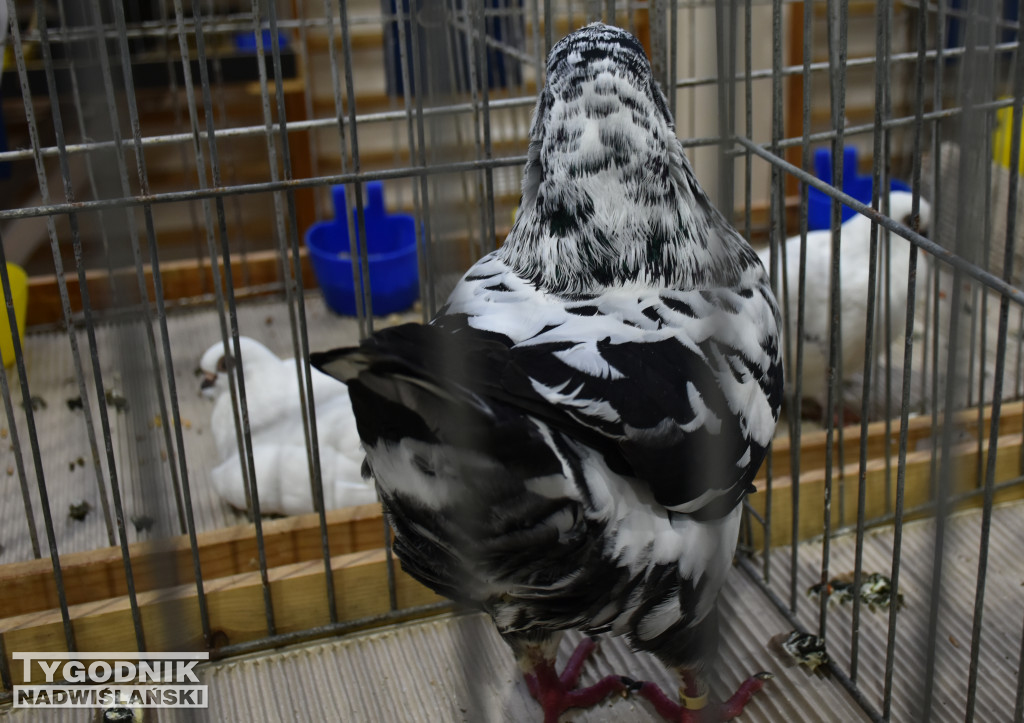 Wystawa gołębi, drobiu  i ptaków egzotycznych