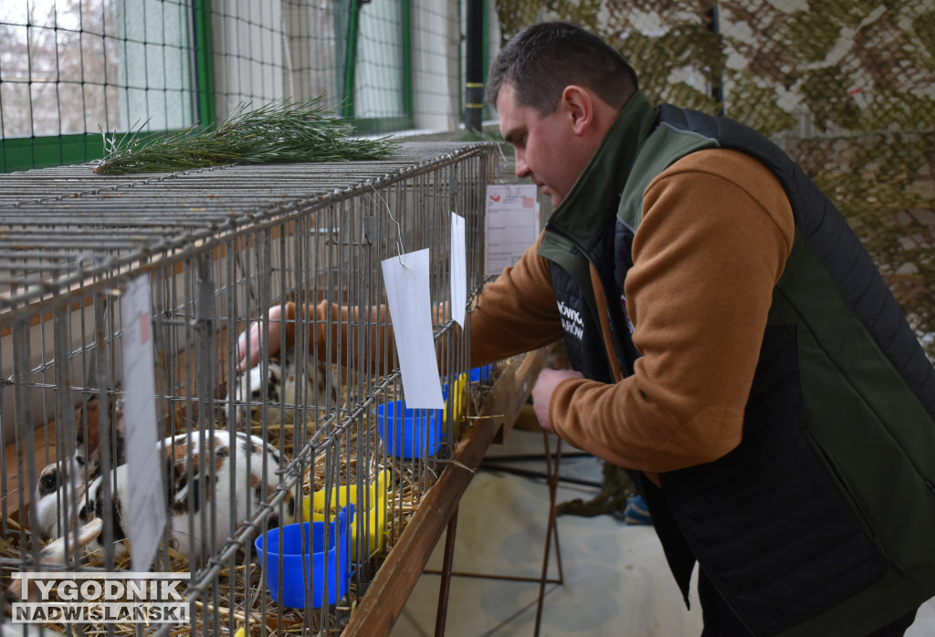 Wystawa gołębi, drobiu  i ptaków egzotycznych