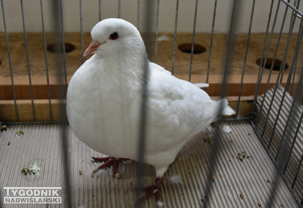 Wystawa gołębi, drobiu  i ptaków egzotycznych