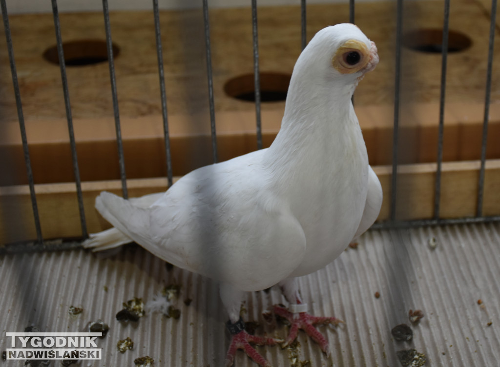 Wystawa gołębi, drobiu  i ptaków egzotycznych