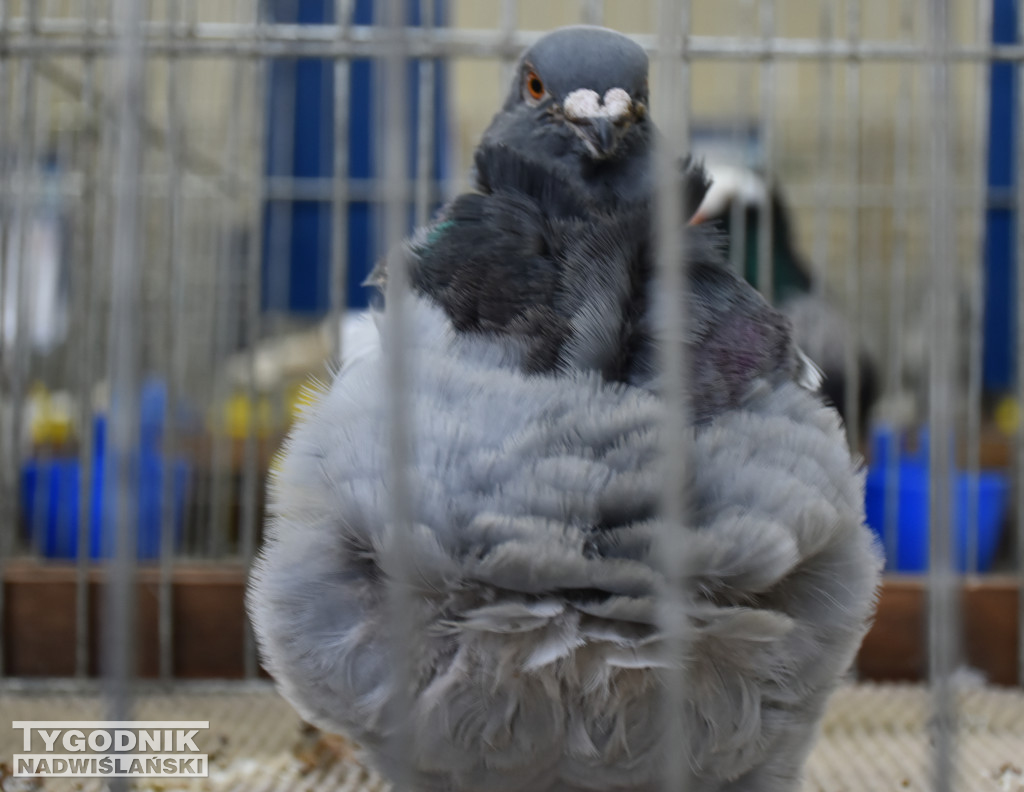 Wystawa gołębi, drobiu  i ptaków egzotycznych