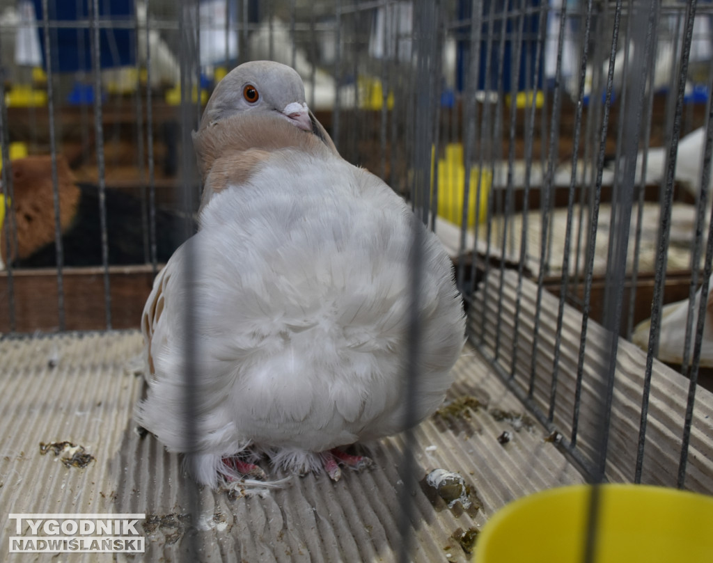 Wystawa gołębi, drobiu  i ptaków egzotycznych